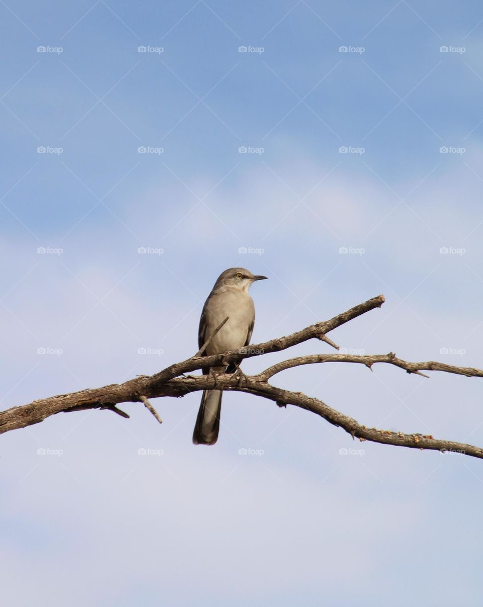 Mockingbird on the branch and the sky