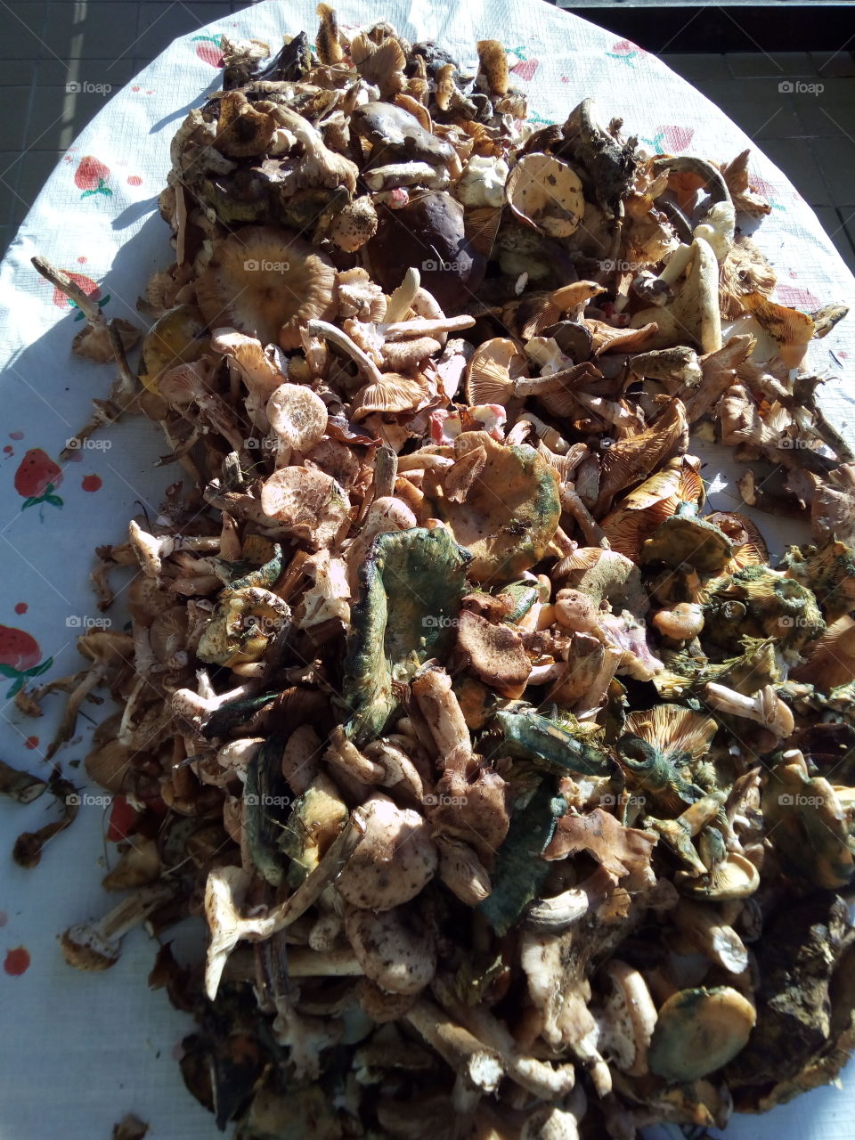 Pilze in Schwarzwald