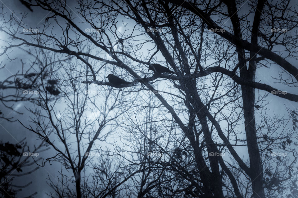 View of crows in bare tree