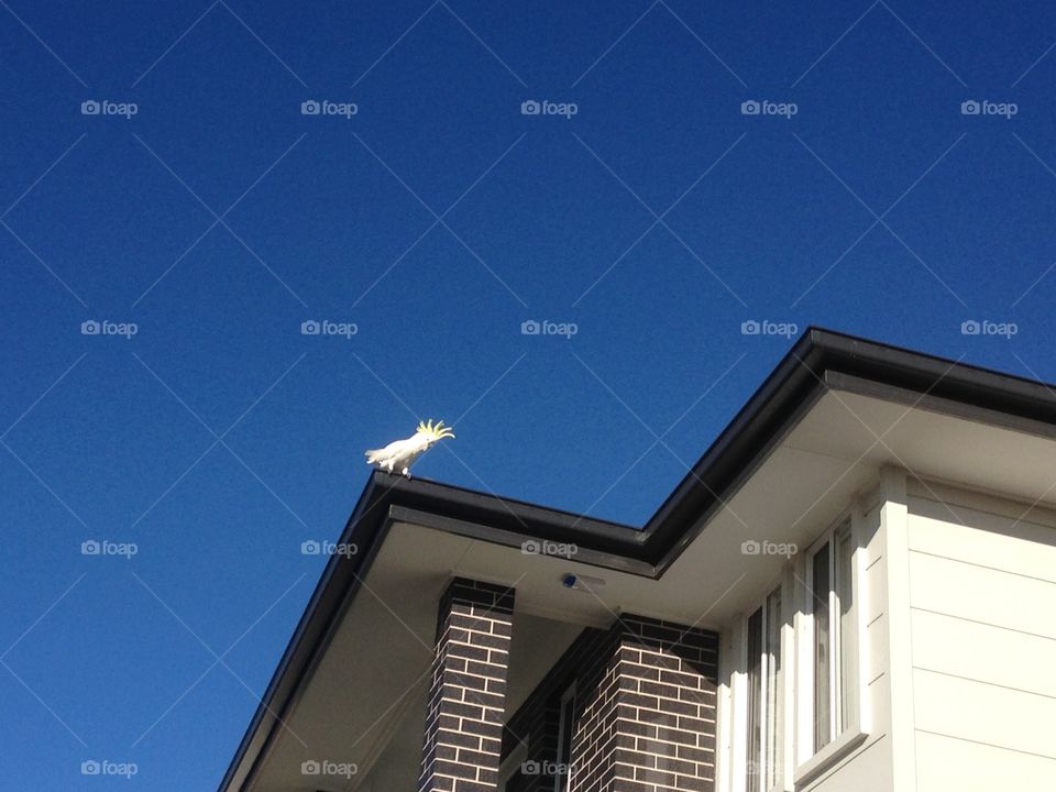 Cockatoo on roof