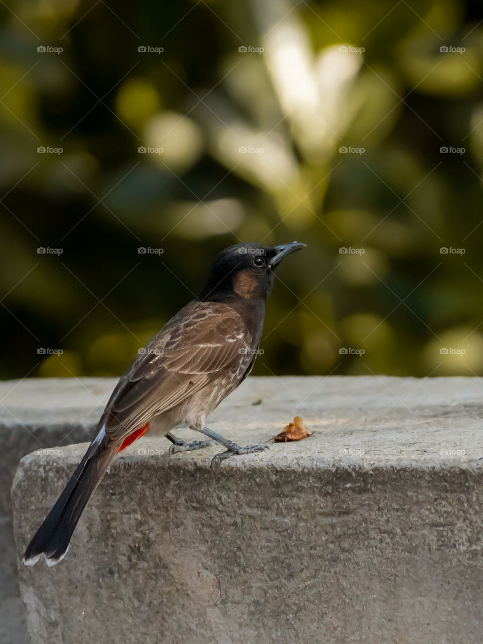 Red-vented Bulbul