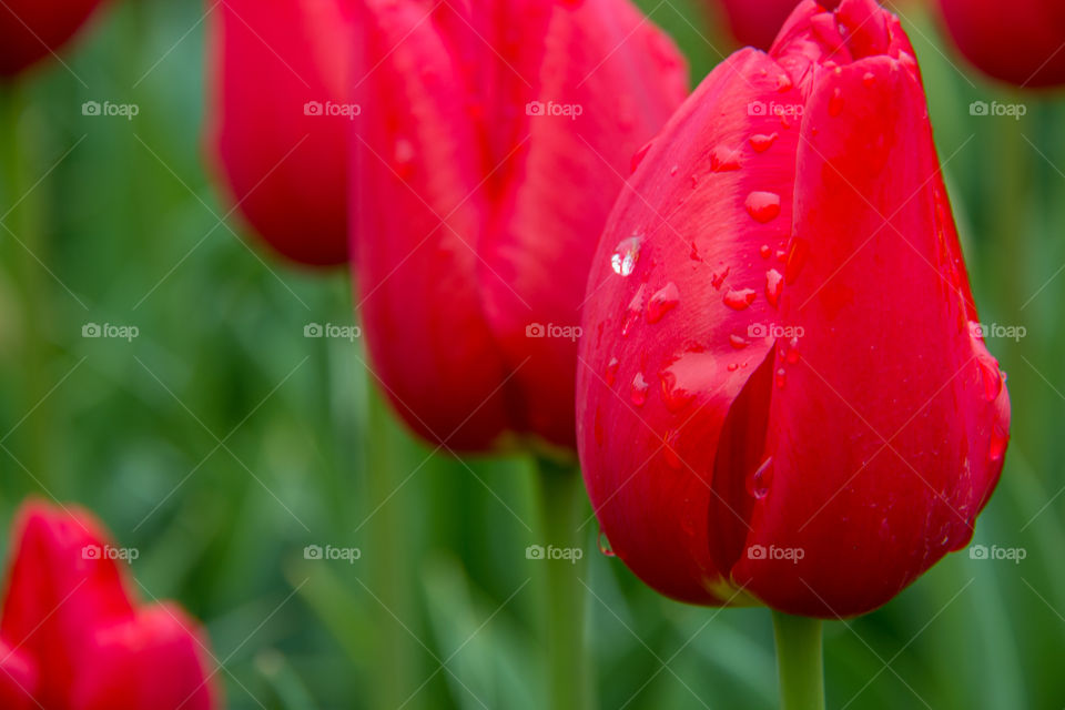 Tulips and water droplets 