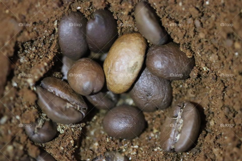 Coffee beans and ground coffee