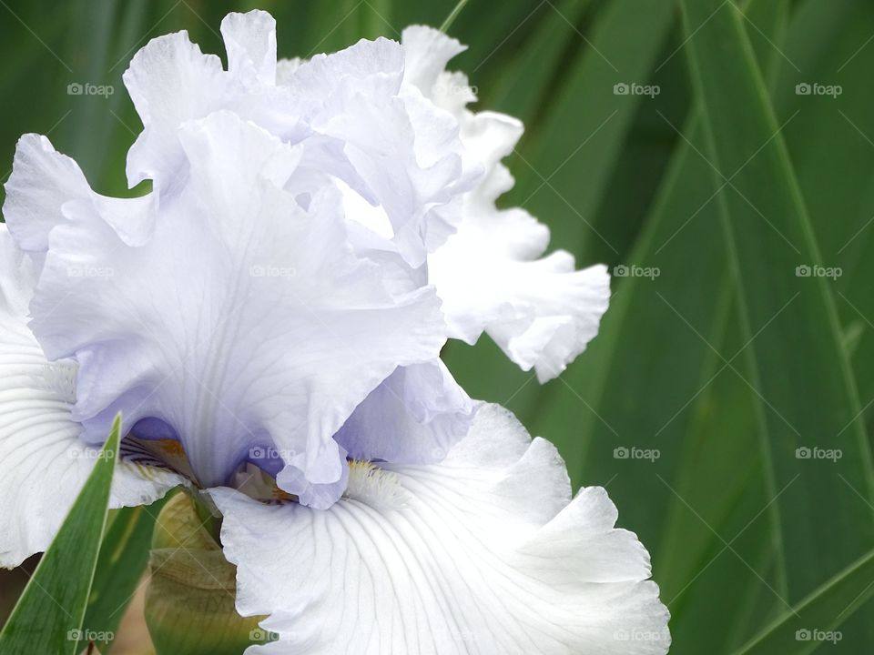 The white of the flowers