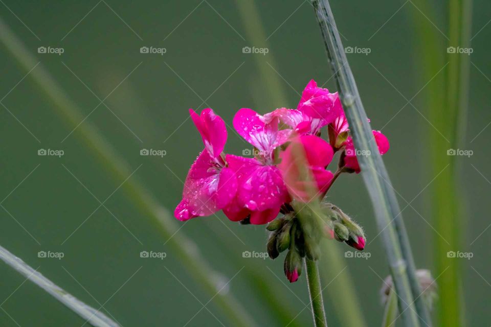 Nature, Flora, No Person, Flower, Summer