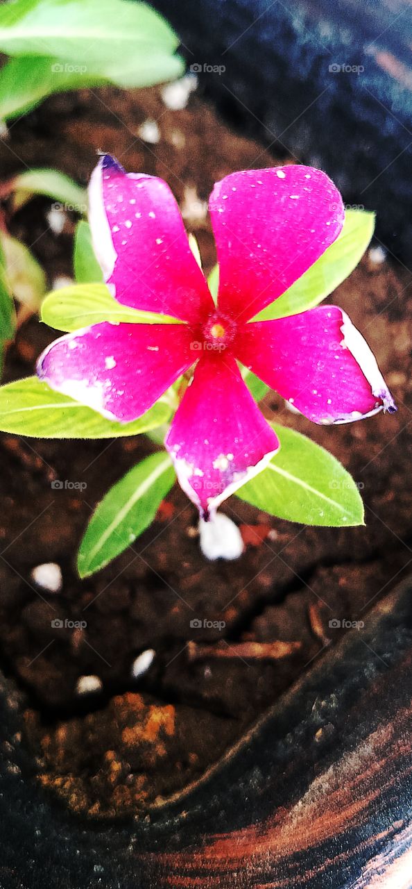 pink flower