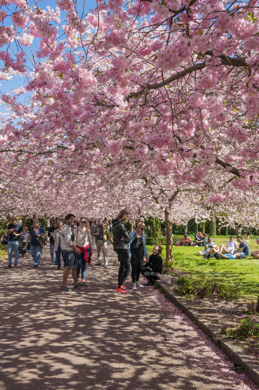 Pink park