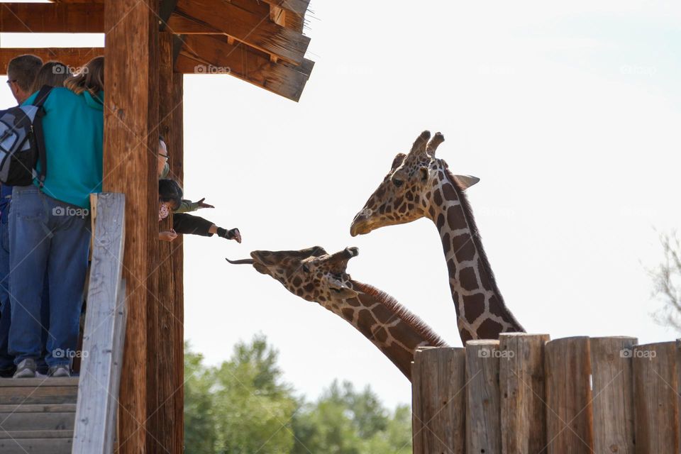 Giraffes stretch to eat out of people's hands at a giraffe encounter at a local zoo