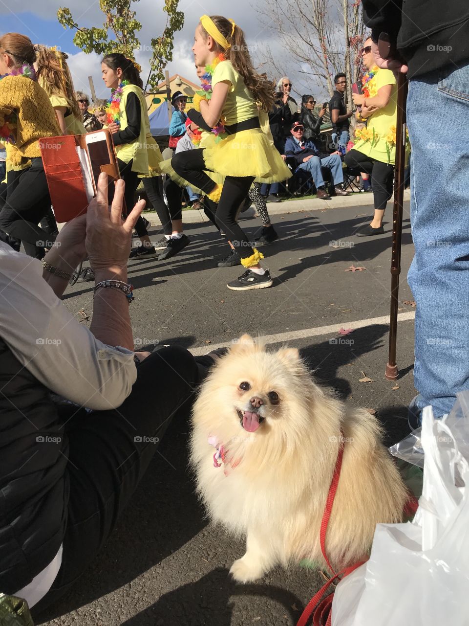 A huge smile of Pom at parade in Bright Melbourne Australia 