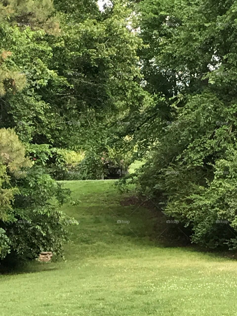 A path between my grandmother's and my uncle's houses.