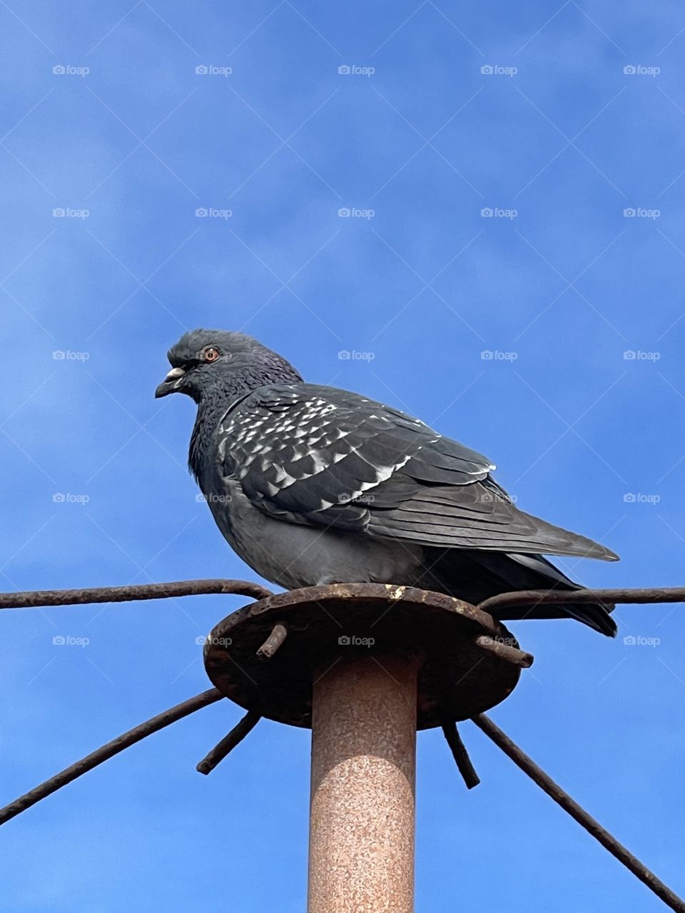 Feral grey pigeon makes itself comfortable atop metal laundry clothes line pole in backyard, closeup against blue sky, room for text copy South Australia nuisance and environmental threat to wildlife 