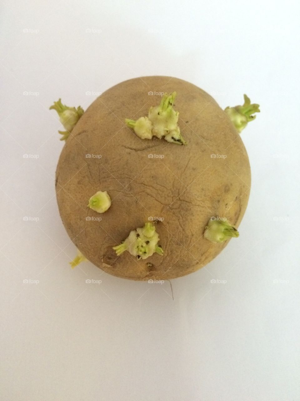 potato growth 