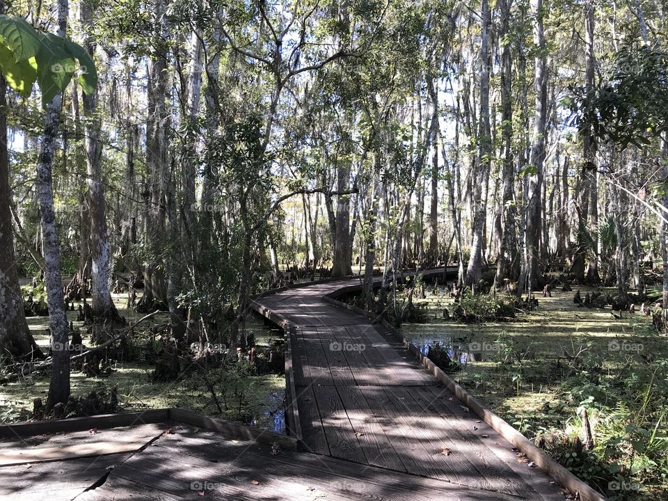Swamp, Louisiana 