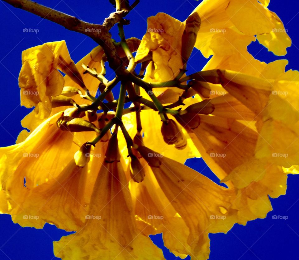 Yellow tree bloom 