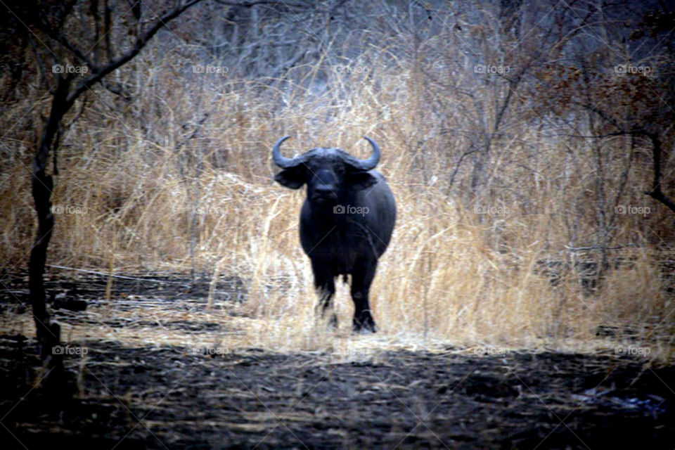 My first experience in filming wildlife in Dandar Nature Reserve in Sudan
