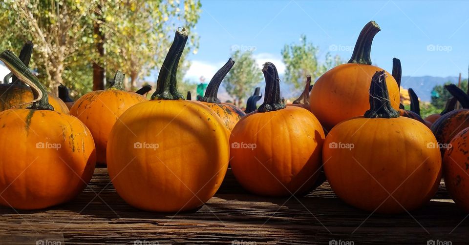 pumpkins