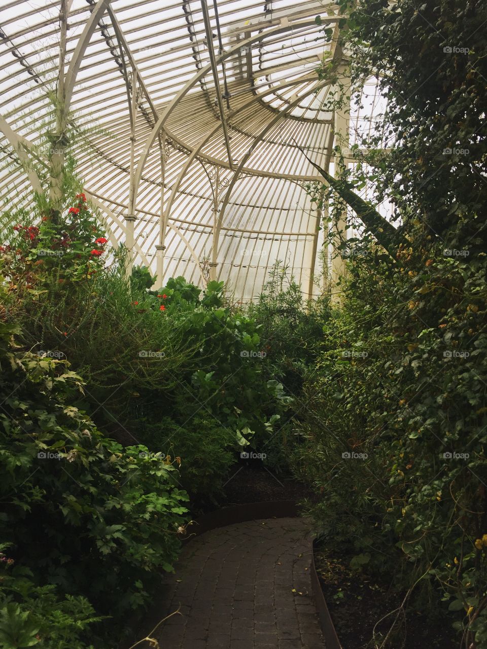 Flora, Leaf, No Person, Nature, Greenhouse