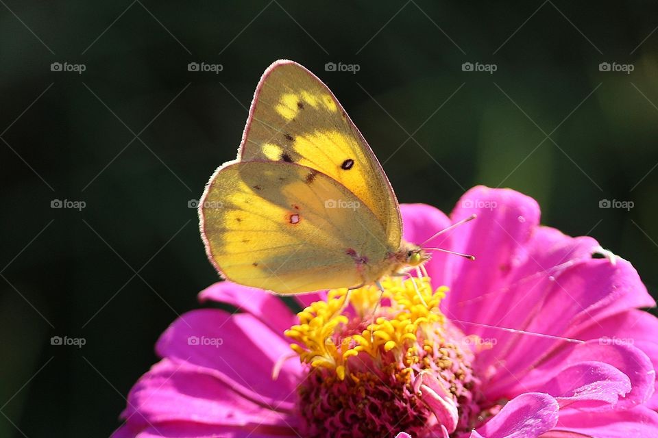 Yellow Cloudy Butterfly