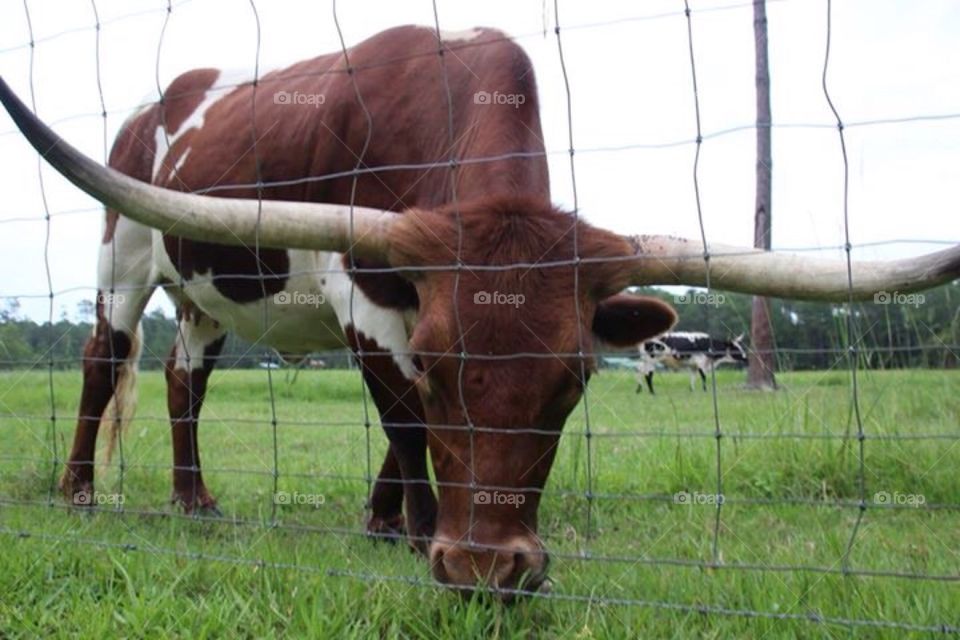 Longhorn cattle