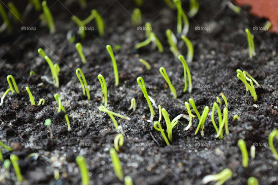 Sapling growing in soil