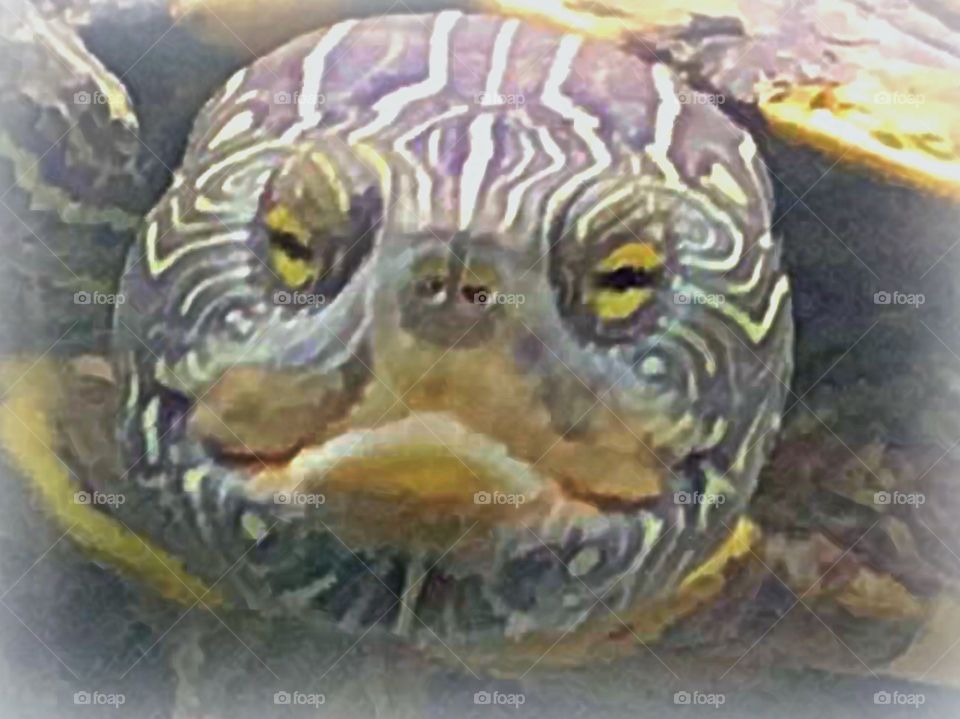 Turtle face