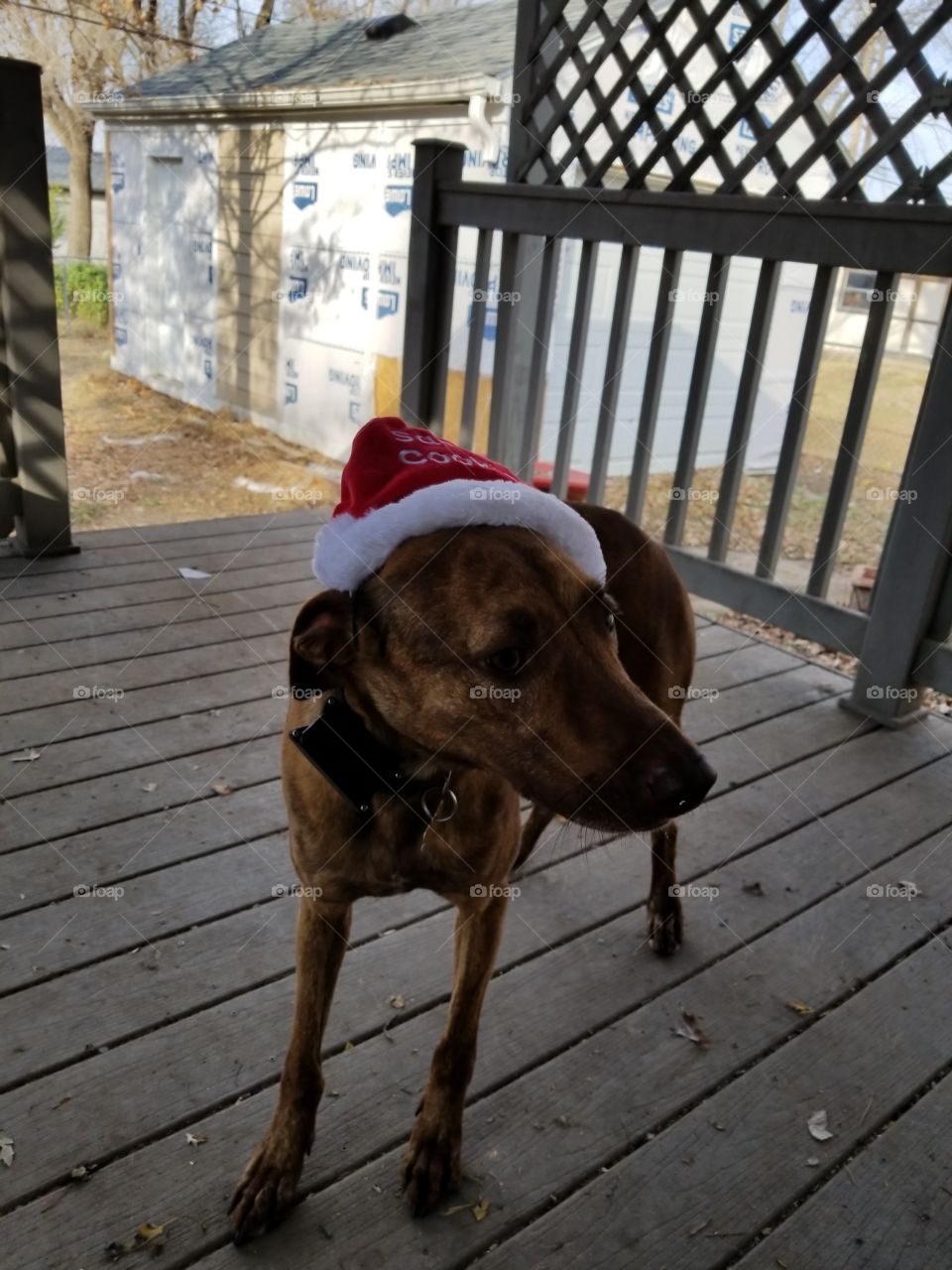 Dog, Pet, Mammal, Canine, No Person