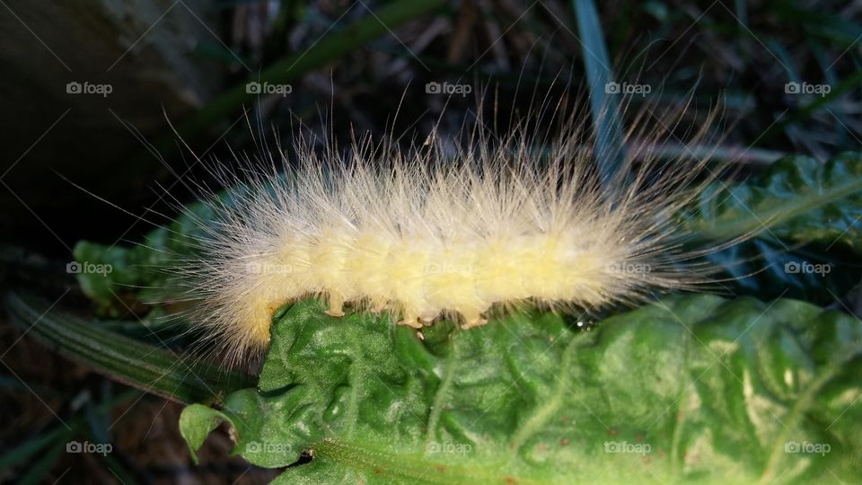 Fuzzy  caterpillar
