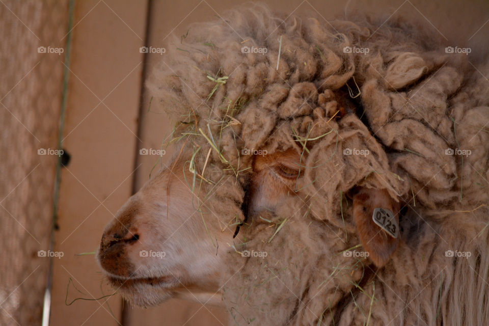 A Roll in the Hay, Sheep with hay straw on face