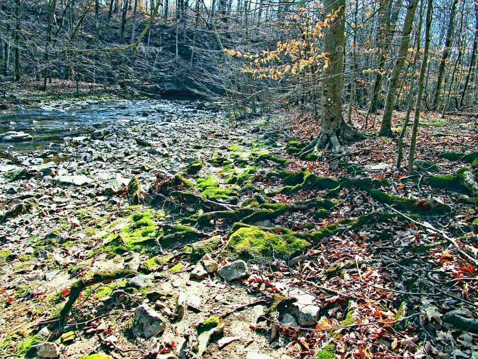 Leaf, Nature, Wood, Fall, Tree
