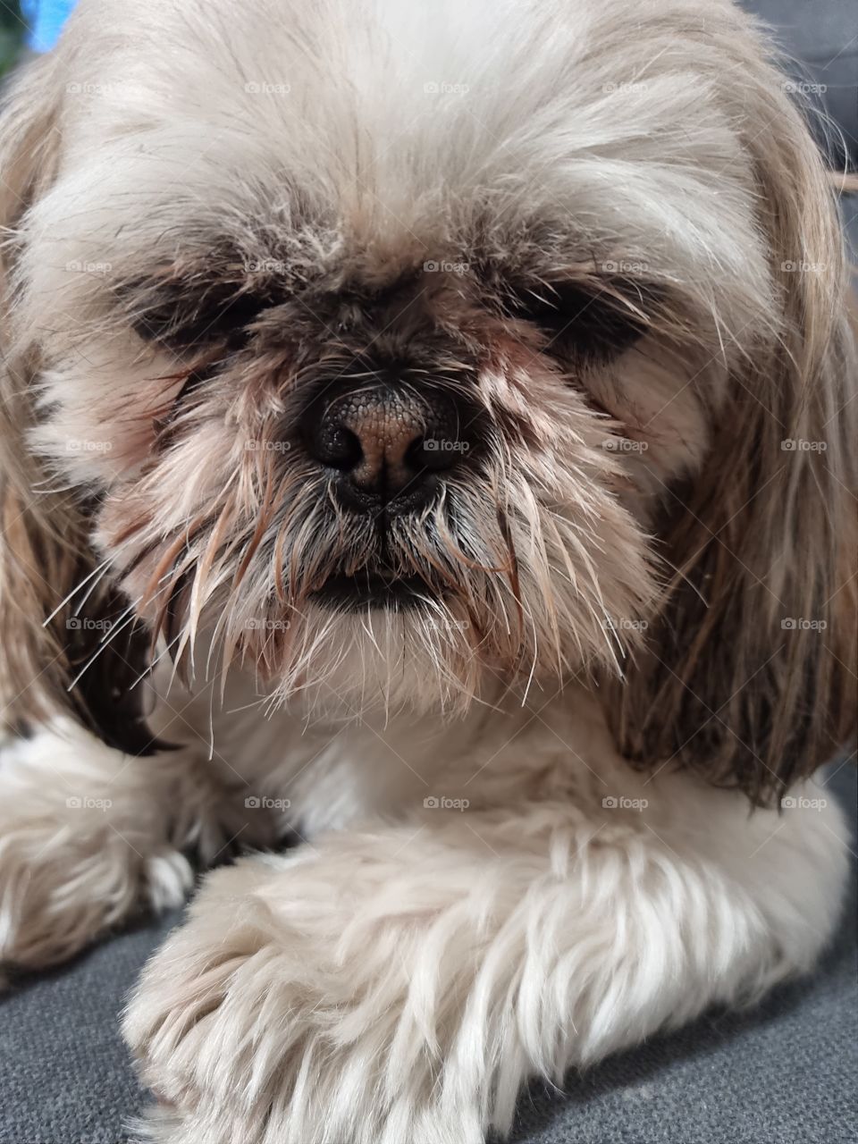 shih tzu