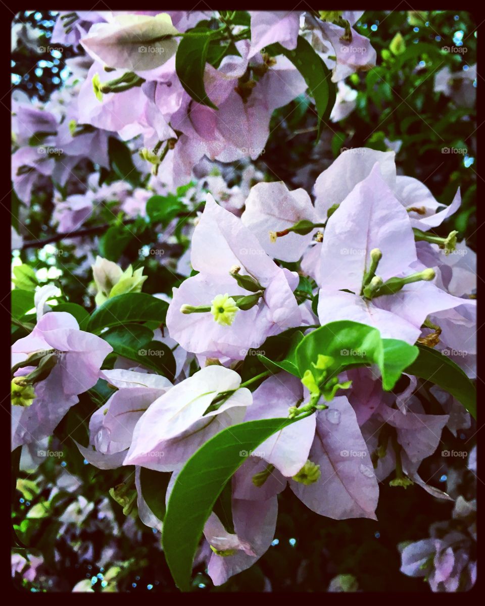 🌼#Flores do nosso #jardim (#primaveras lilás) para alegrar e embelezar nosso dia!
#Jardinagem é nosso #hobby.
🌹
#flowers
#garden
#nature
#flor