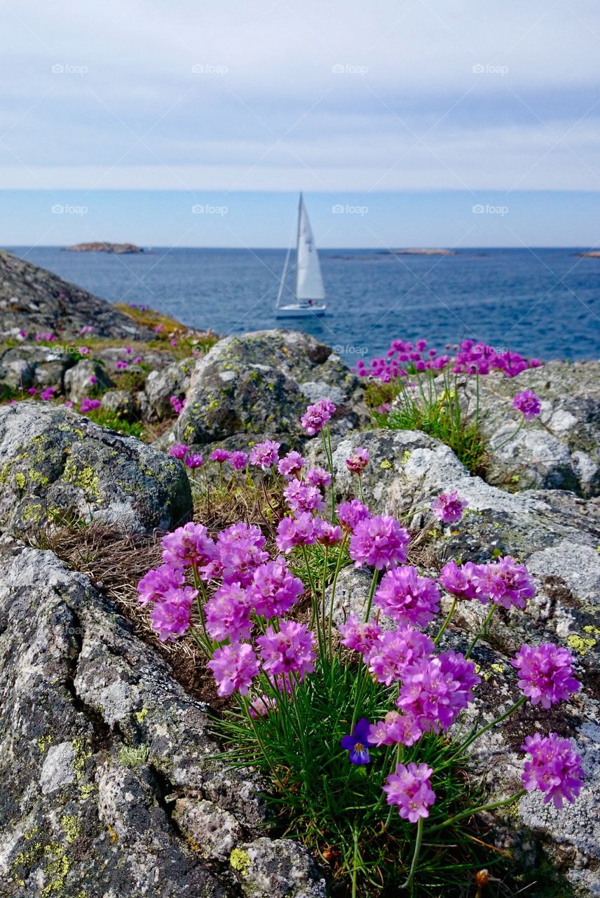 Pink flowers on cliff near the sea