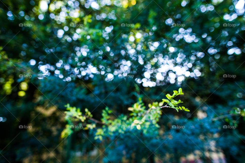 Desktop, Tree, Nature, Flora, Leaf