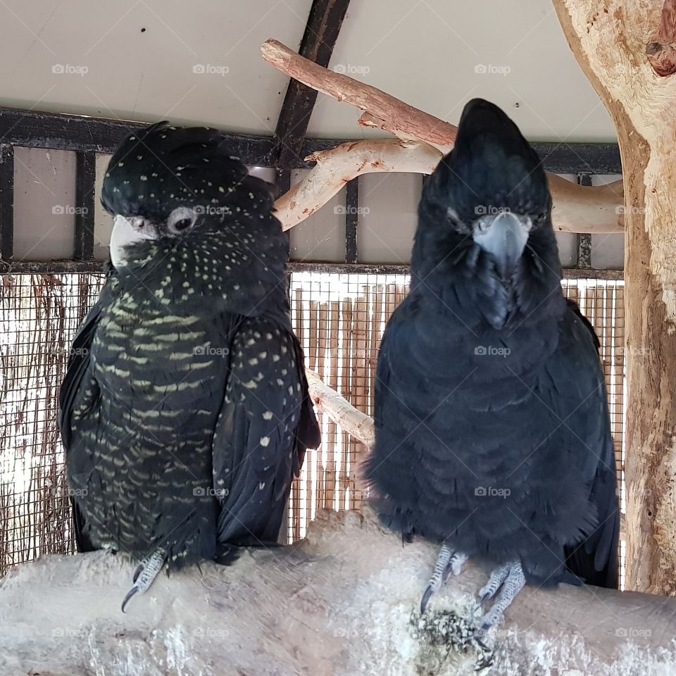 black cockatiel pair