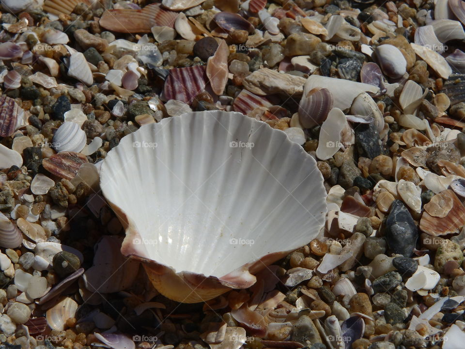 Empty scallop shell