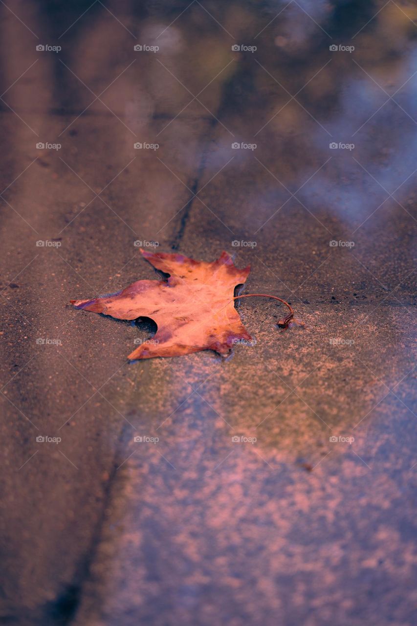 Fallen leaf on water