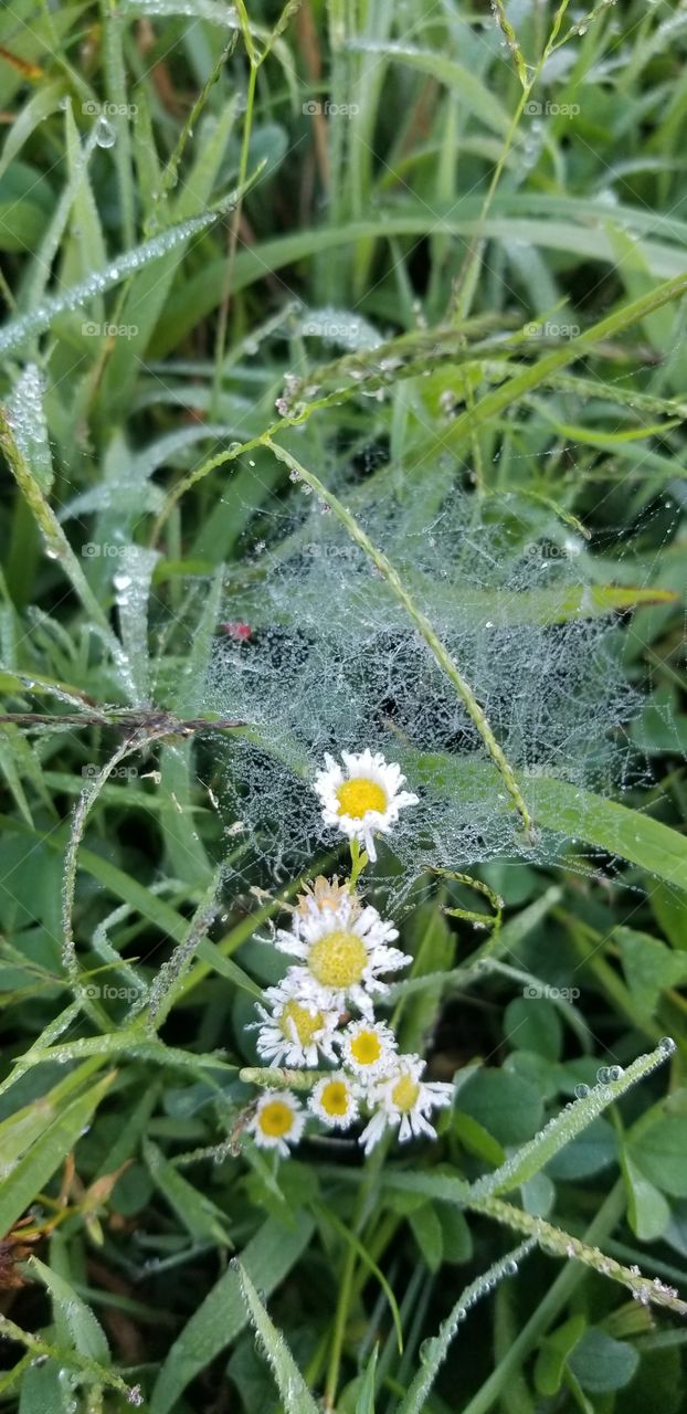 flower and web