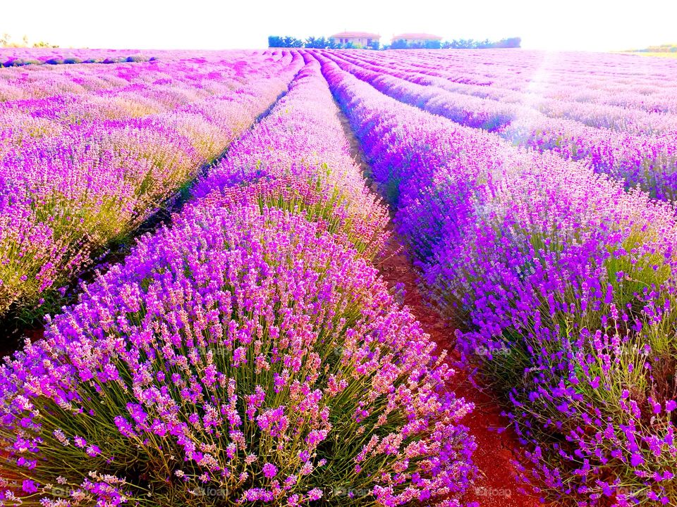 Lavender field 