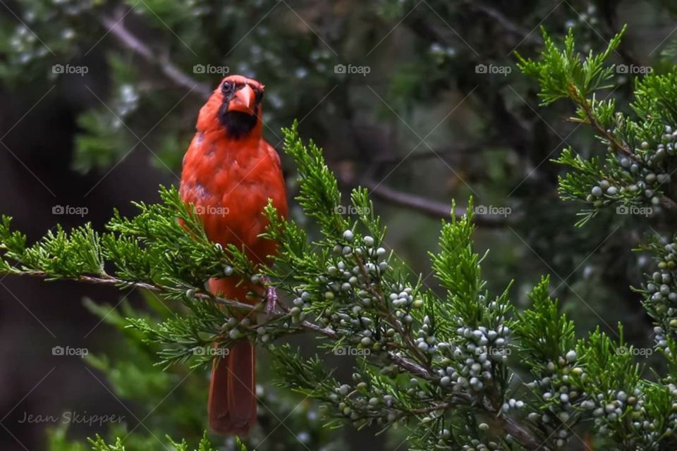 Male Cardinal in Cedar Tree