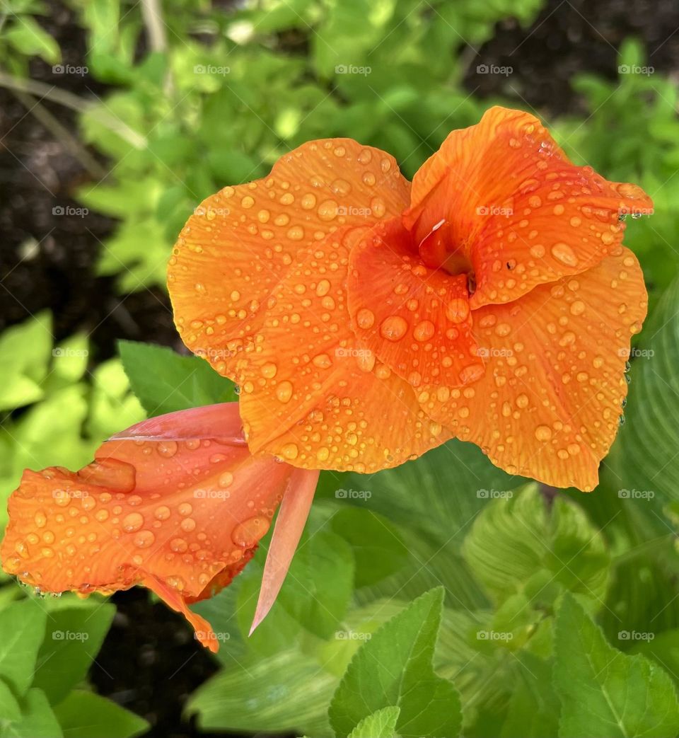 Closeup of beautiful orange canna lilies (I think?), with morning dew and morning sun ☀️