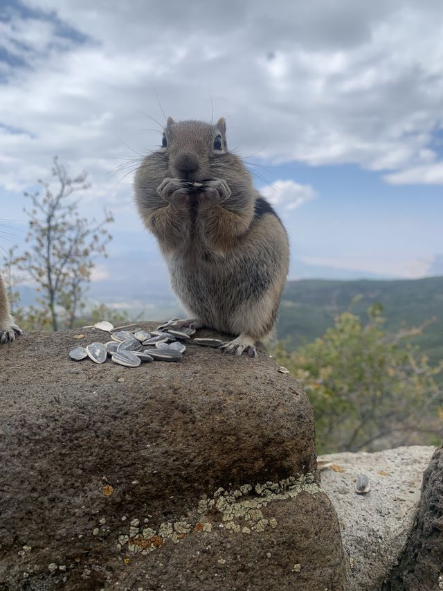 Surprised Chipmunk 