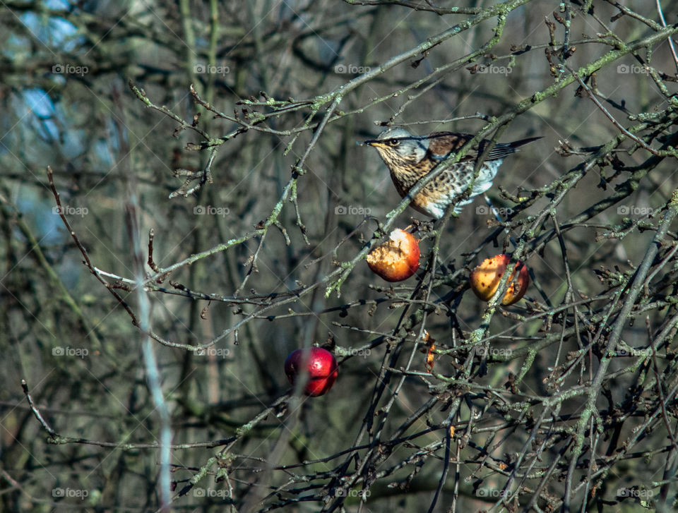 Jay on the tree eating apple.