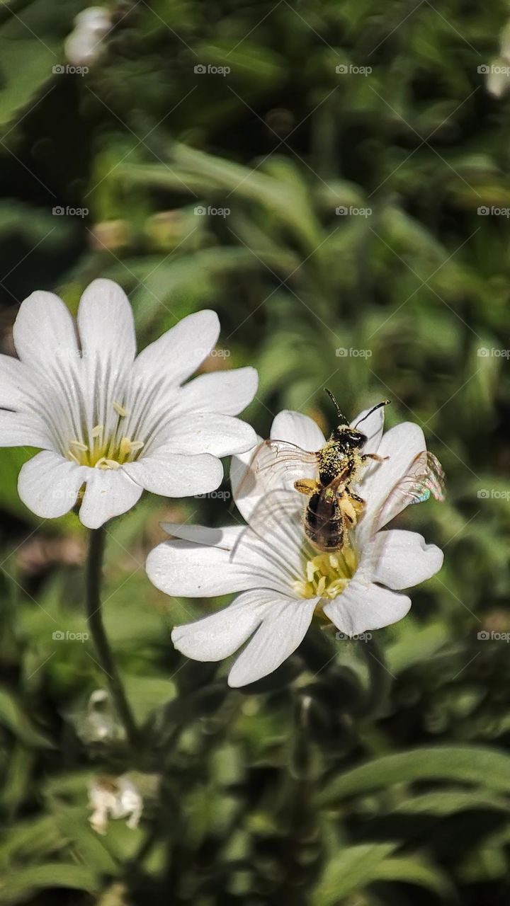 Macro photo of flower growing in the garden