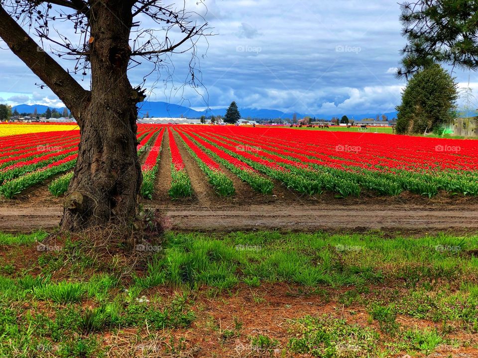 Brilliant Red Red Tulip Field Mount Vernon Washington 