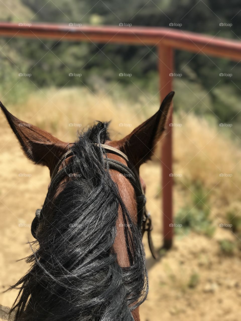 Horse ears 