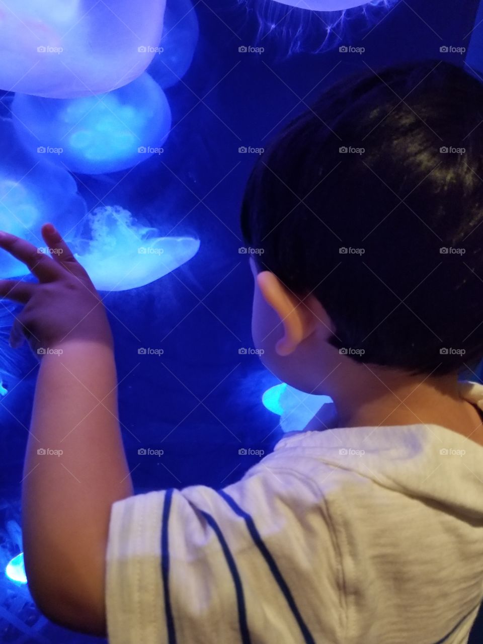 Little boy enjoying jellyfish