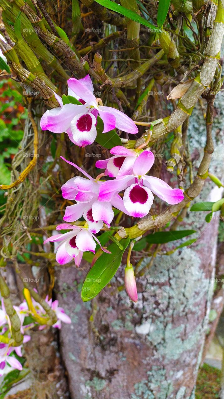 The colorful pink and white orchid on the tree