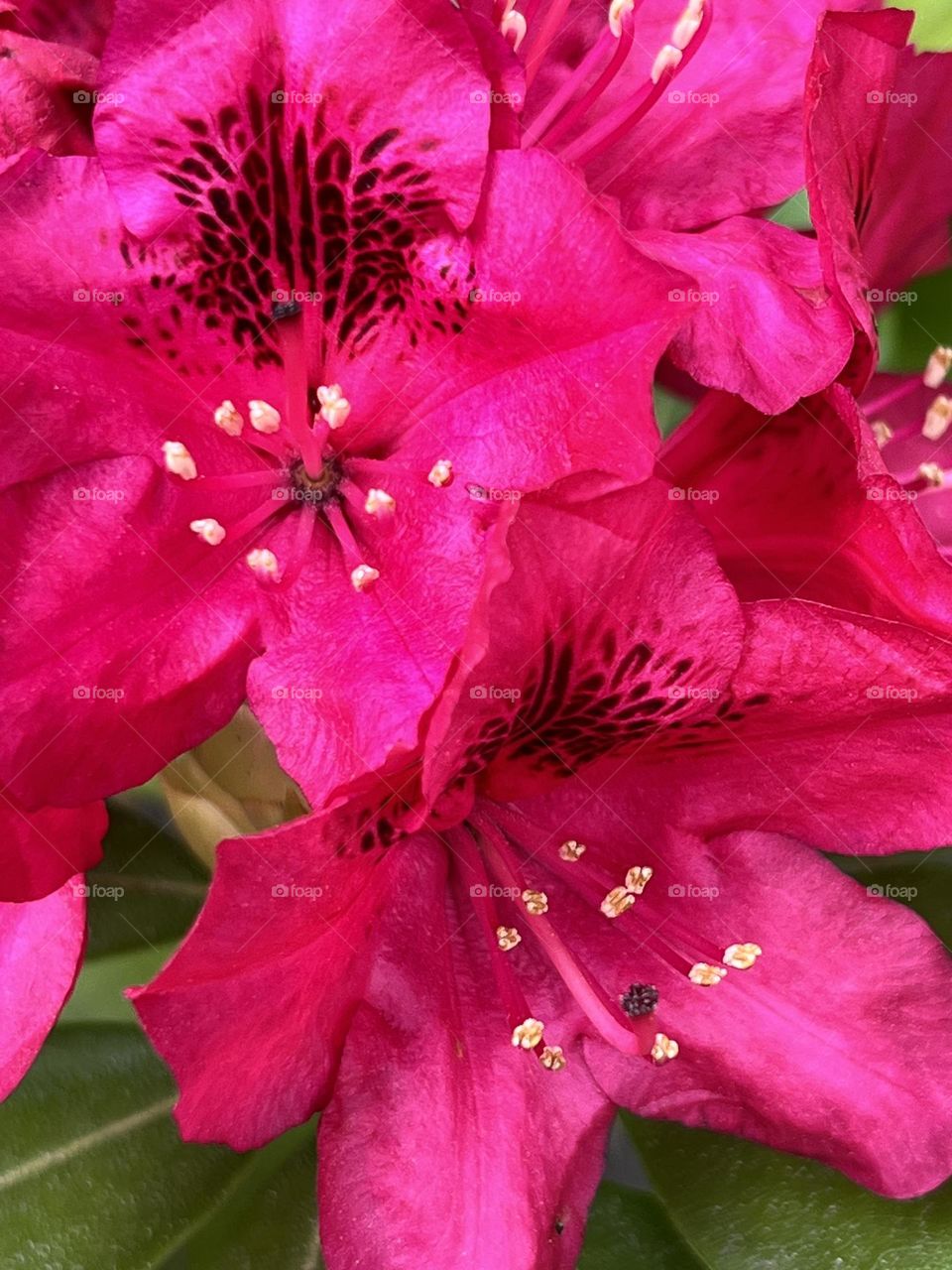 Rhododendron 
