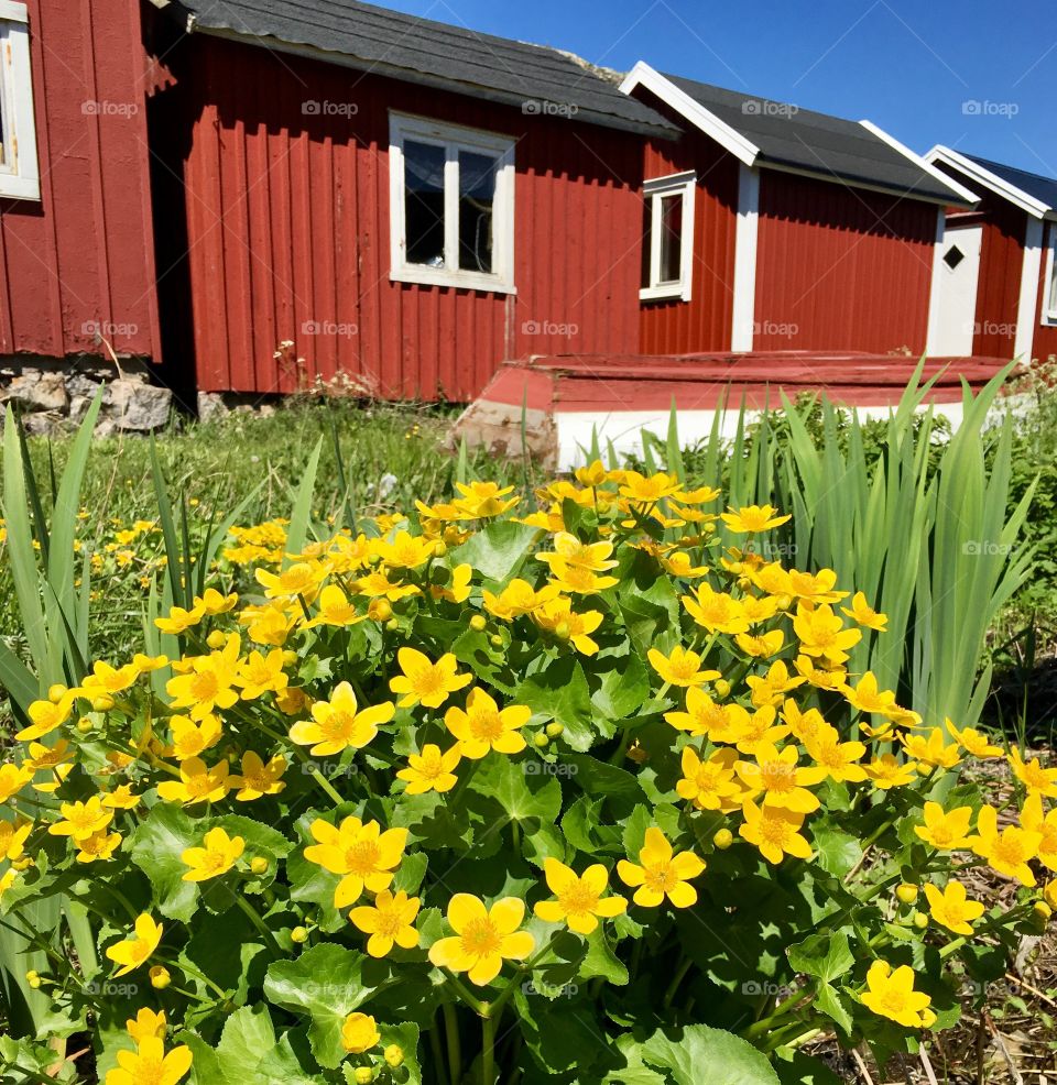 Boat houses