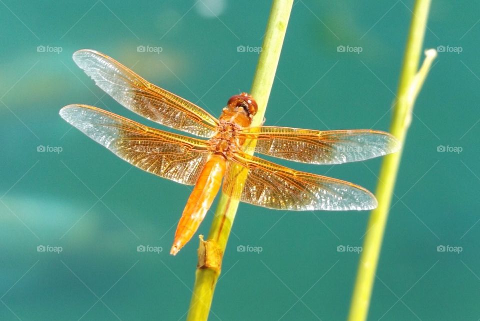 Dragonfly perching on stem